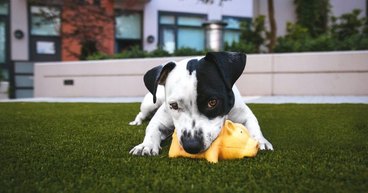 Dog on turf
