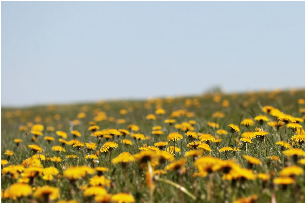 lawn care tips to prevent dandelions