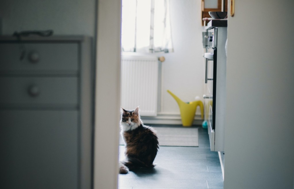 cat in apartment