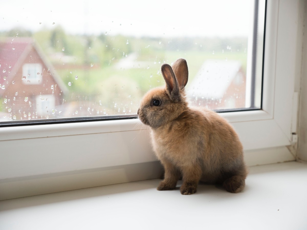 rabbit in apartment