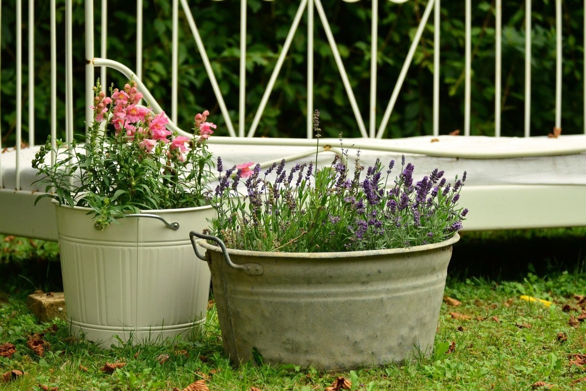 Two pots with plants