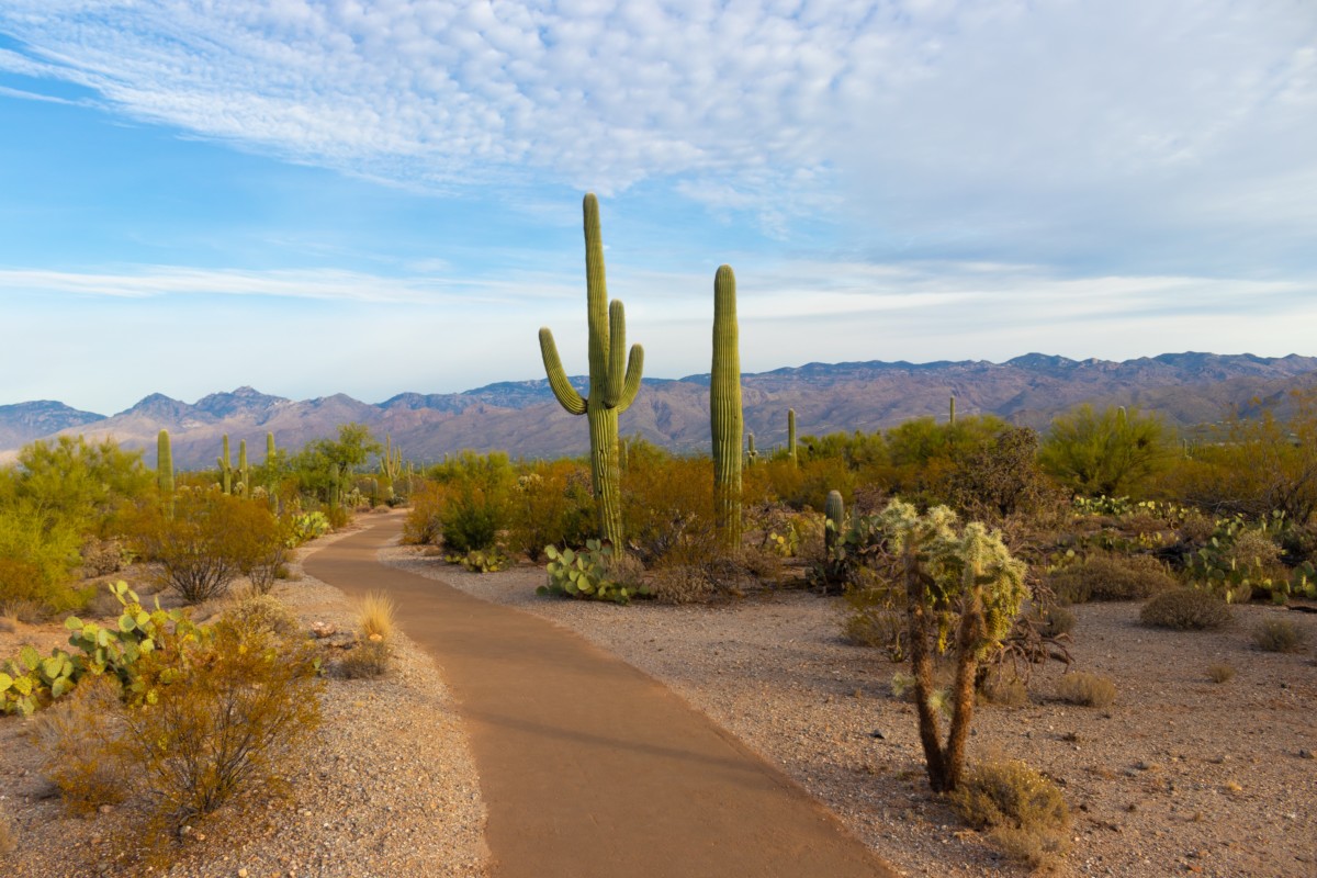 woestijnlandschapspad met cactus