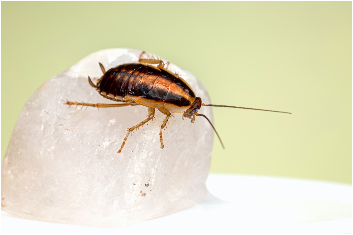 Cockroach on object