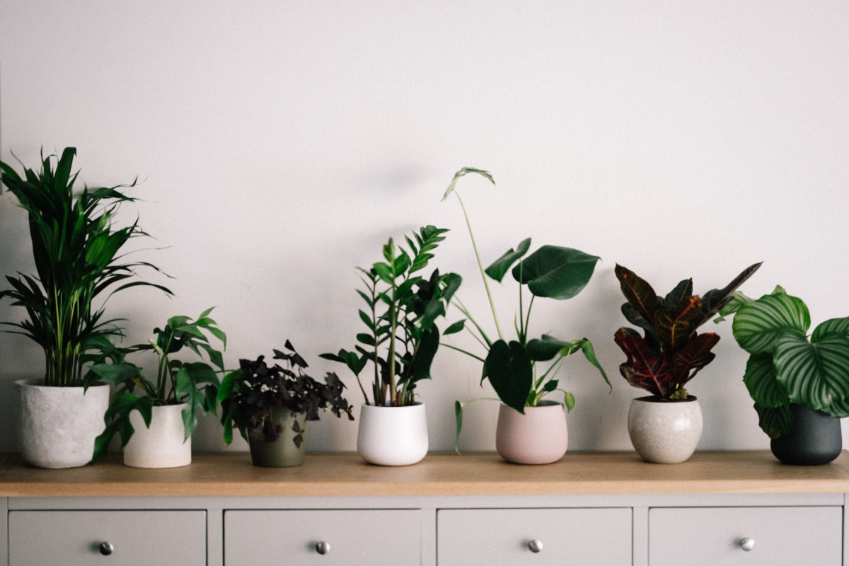 Plants on a dresser