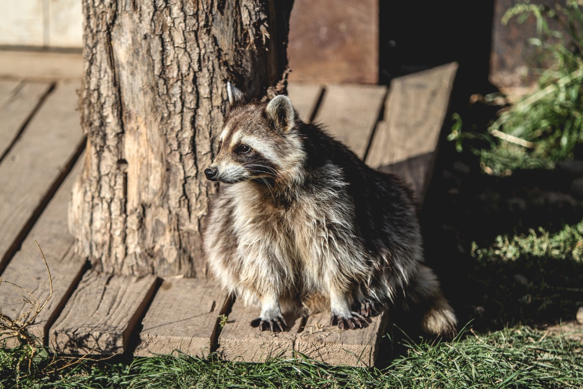 A raccoon sitting on a porch