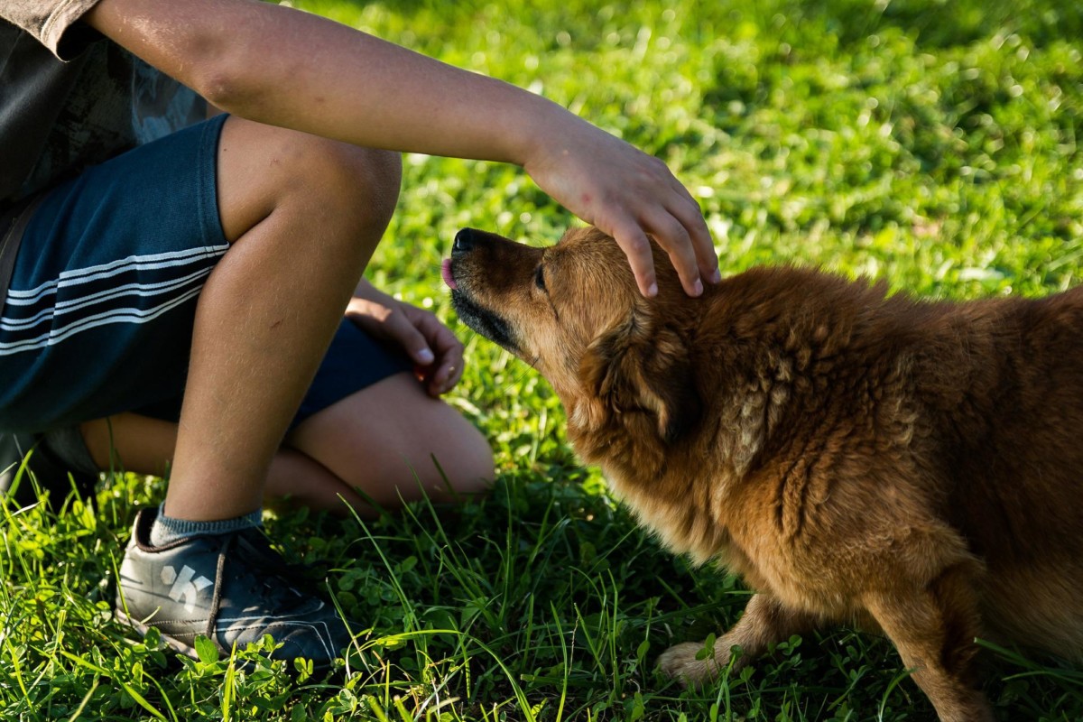 person petting a dog