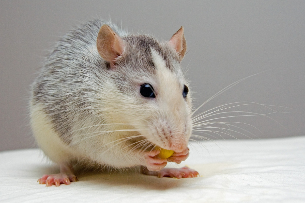 How to Get Rid of Mice Naturally: Repellents, Humane Traps, and