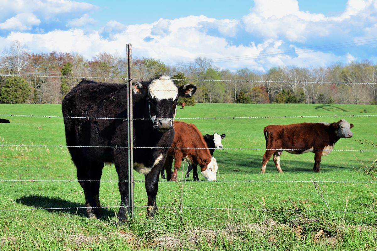 cows grazing on a farm