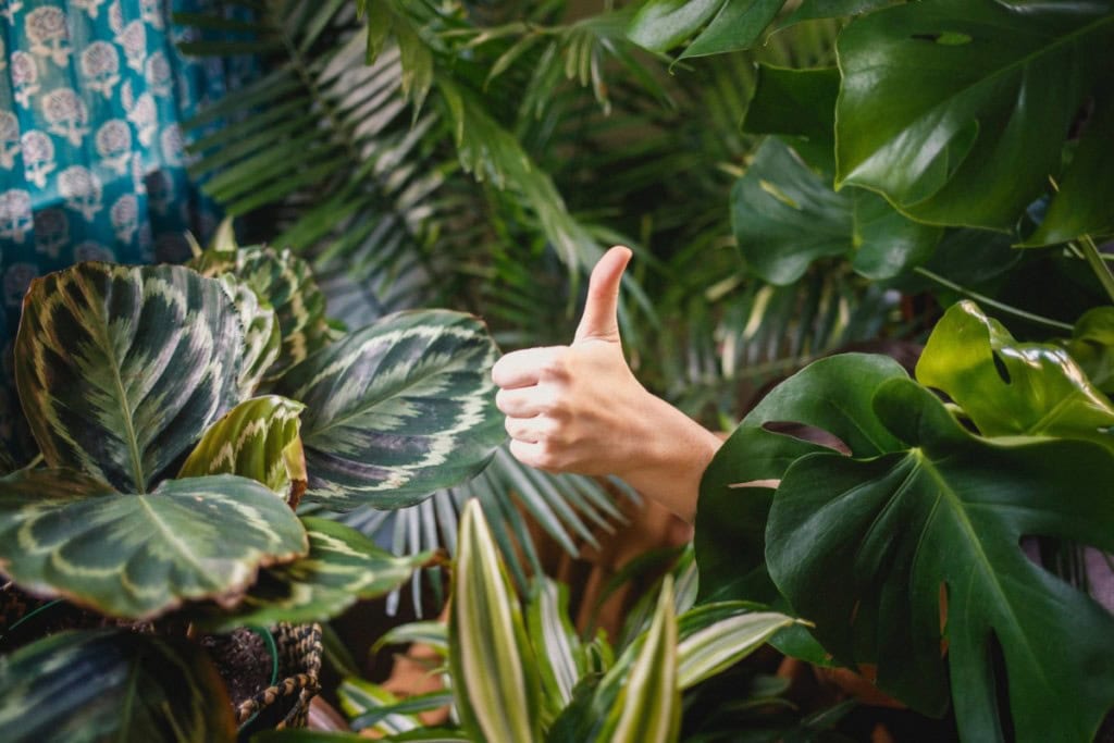 thumbs up