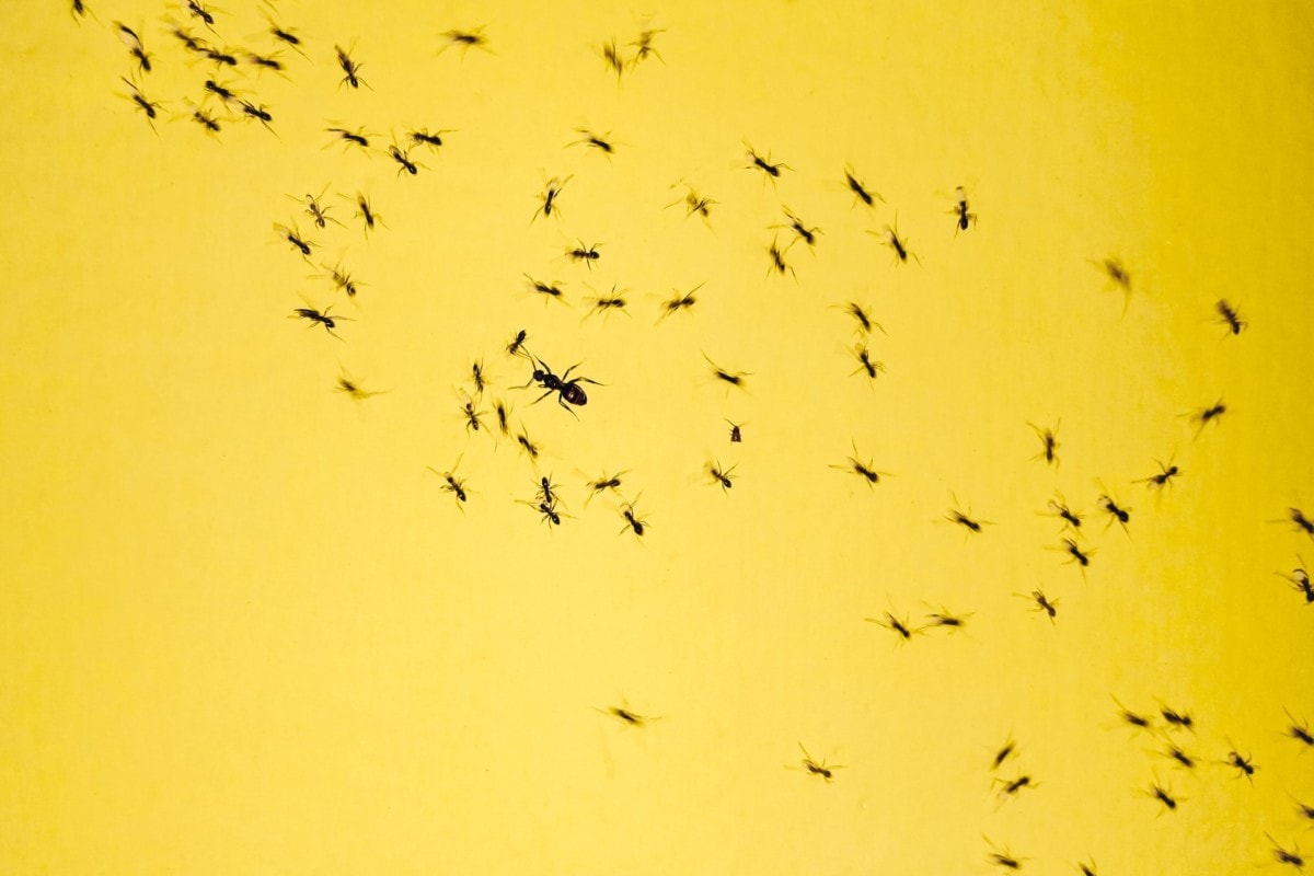 Ants in apartment on yellow table