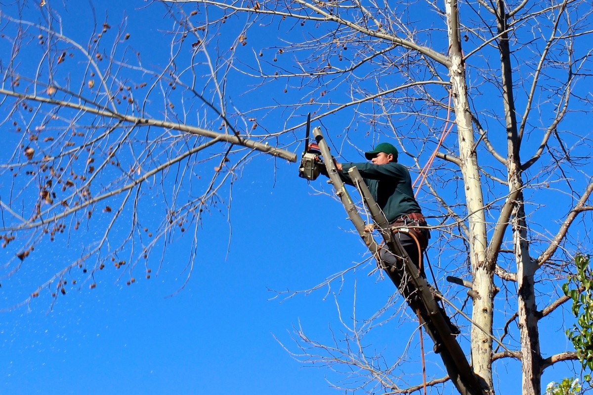 tree trimmer trimming branches