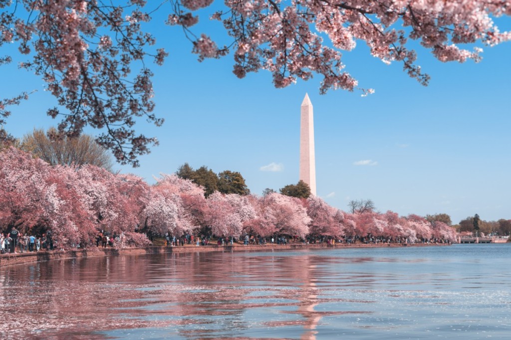 washington dc buildings with cherry blossoms