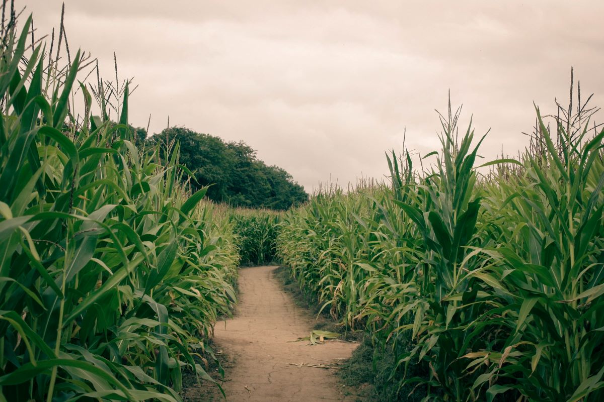 outdoor corn maze