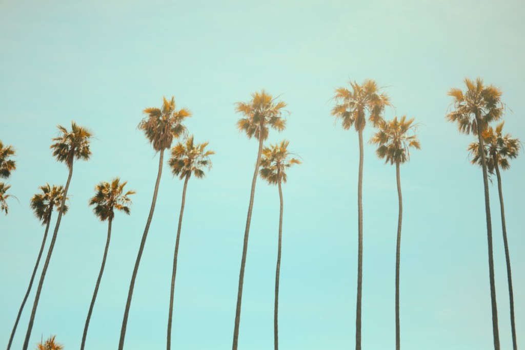 palm trees against blue skies