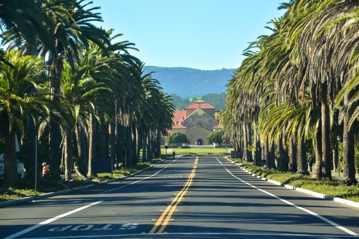 road to stanford university with palm trees