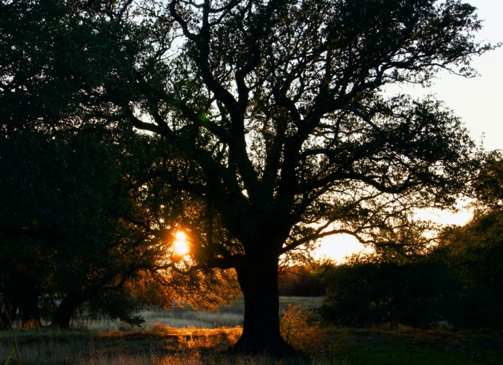 tree in georgetown texas at sunset