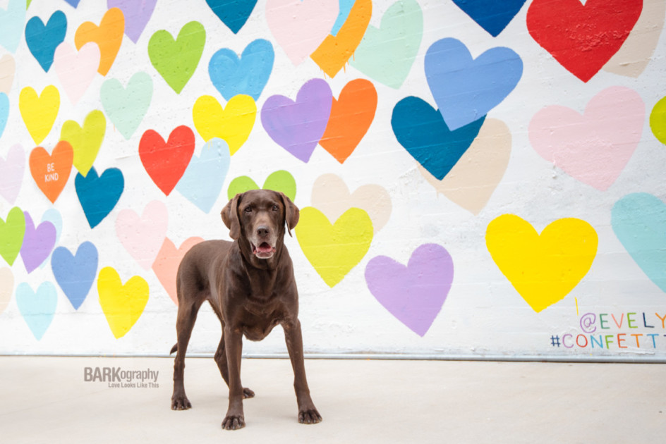 Brown laboratory  posed successful  beforehand   Charlotte's hidden gem, the confetti hearts wall, a mural of colorful hearts