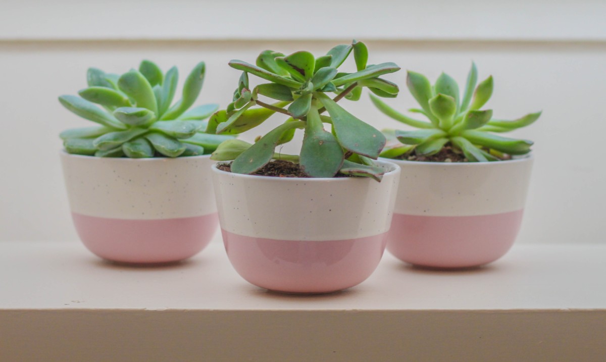 pink pastel pots for plants home decor 