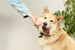 A companion dog getting petted by its owner