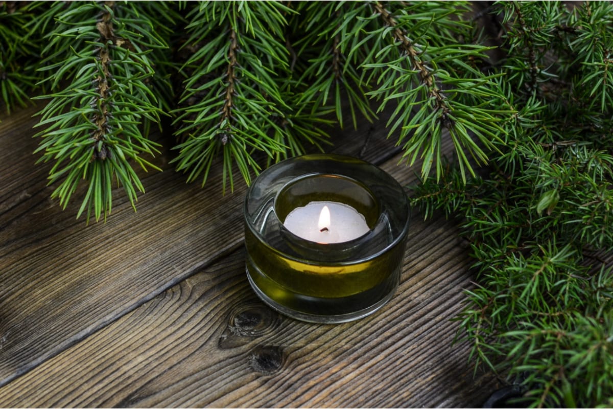 A small candle between pines