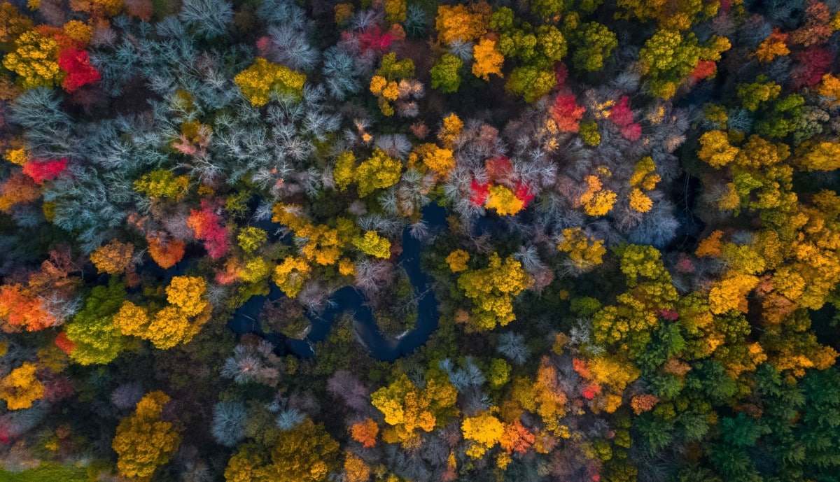 aerial view of trees with a road in springfield ma suburbs