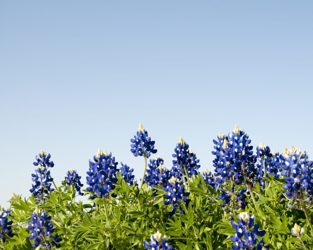 bluebonnets in a field in texas_getty