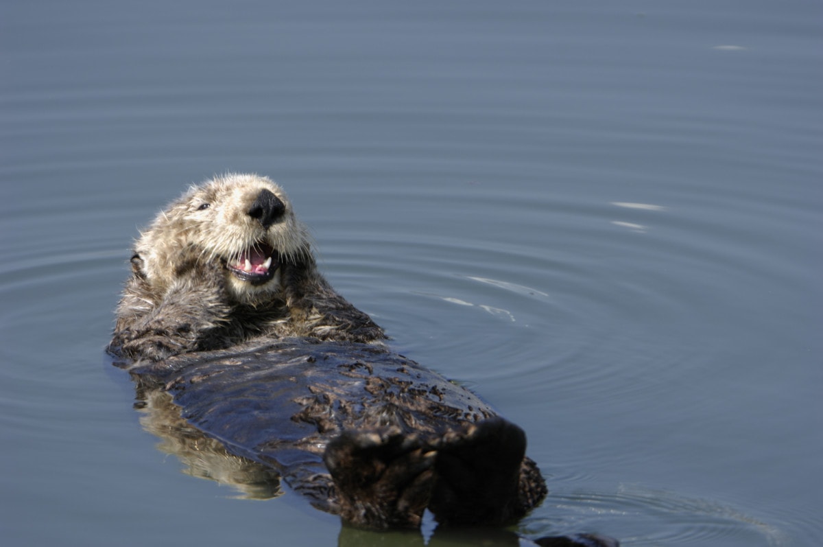 Resting wild sea Otter pondering floating in water