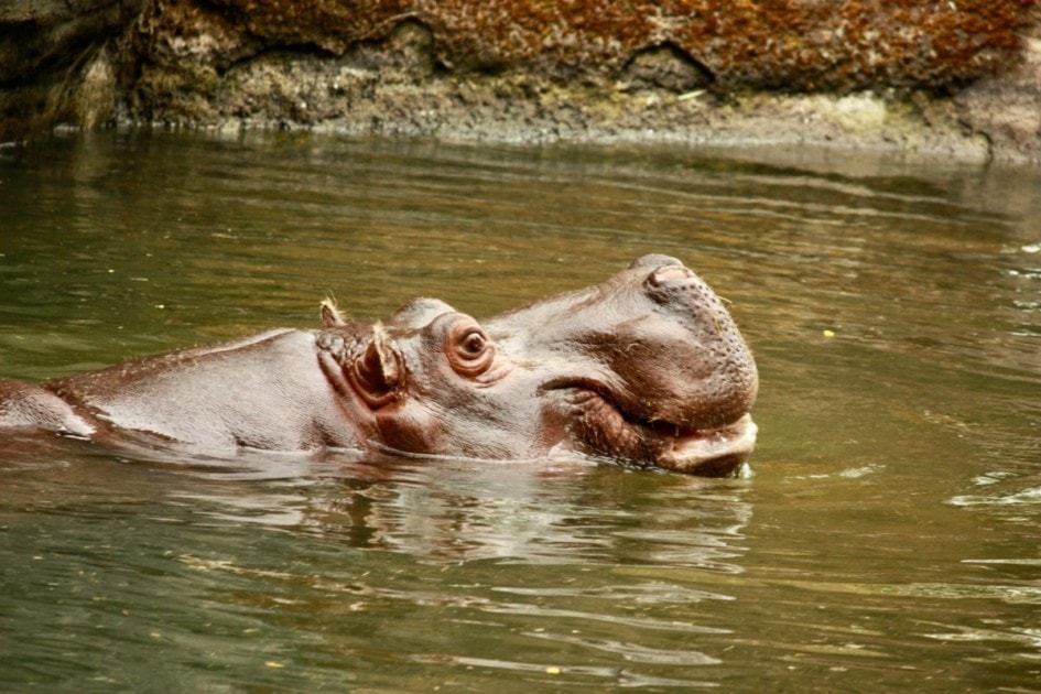 Hippo at Woodland Park Zoo in Seattle