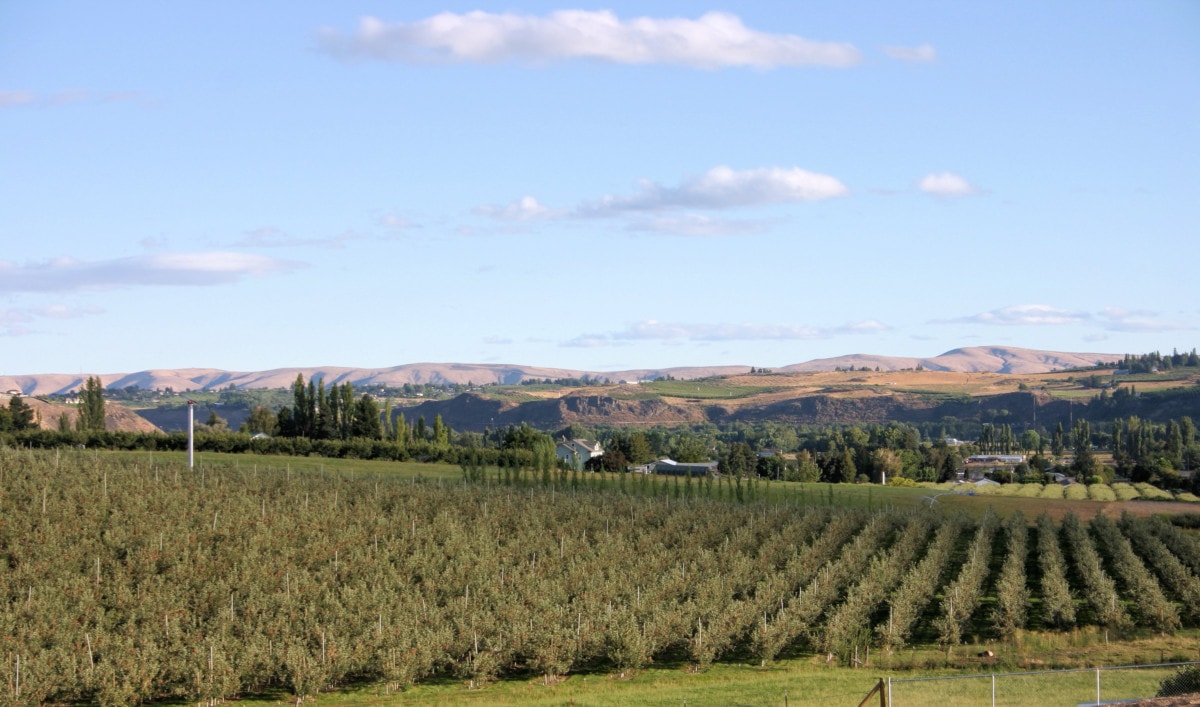 fields in yakima where they're growing grapes