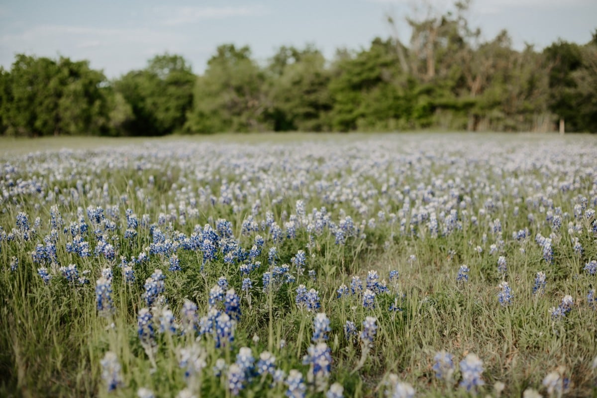 field in cedar park texas with bluebonnets