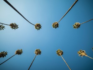 palm trees against a blue sky in escondido ca