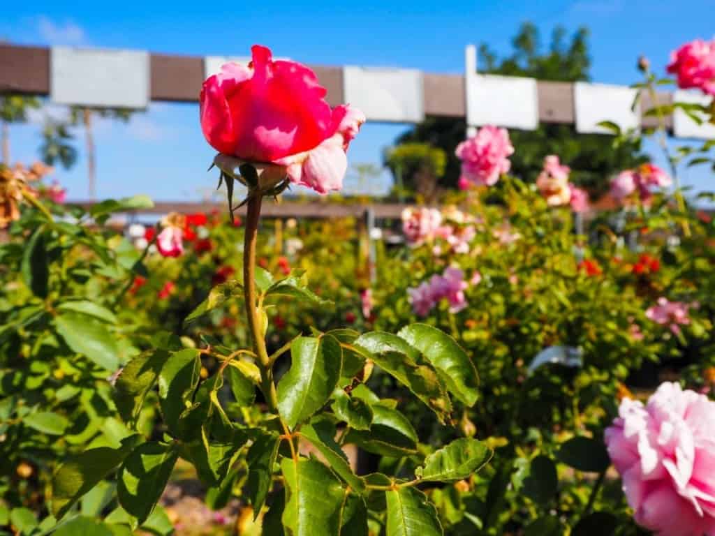 roses at a garden in san marcos ca
