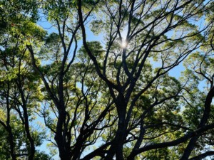 trees in a park in sunnyvale california