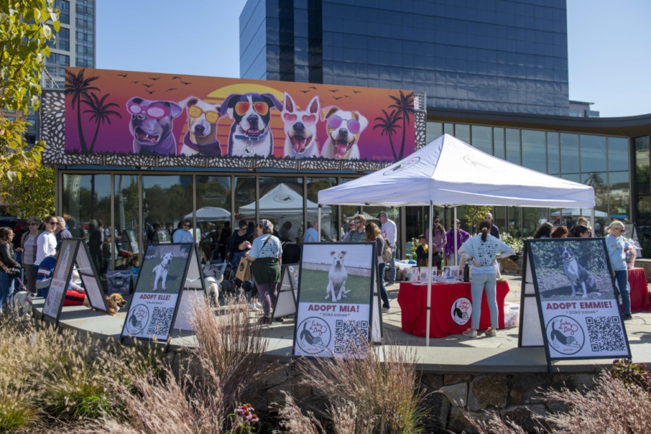 Luckypawlooza tents 