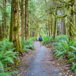 Hiker on a trail in Olympic National Park Washington USA