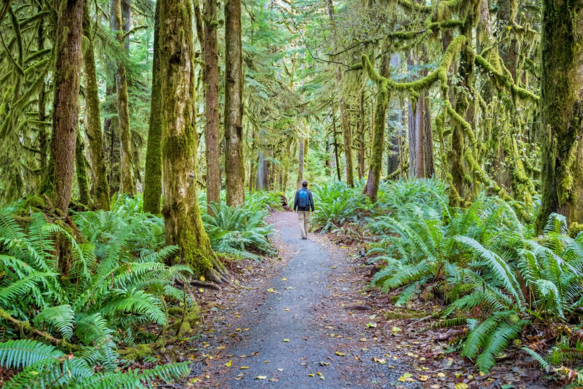 Hiker connected a way successful Olympic National Park Washington USA