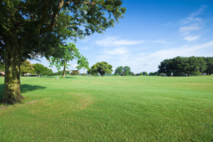 open green space lush park