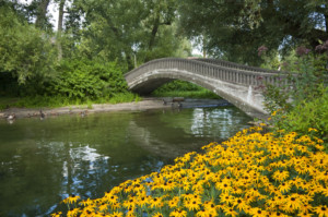 bridge with daisies and lush greenery