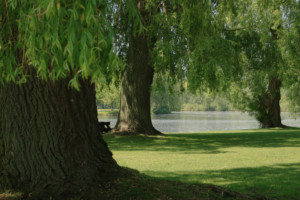 Willow Trees beside pond