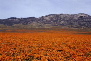 poppy fields during spring in lancaster california