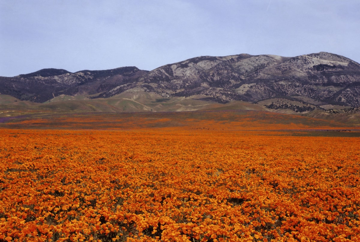 poppy fields during spring in lancaster california_getty