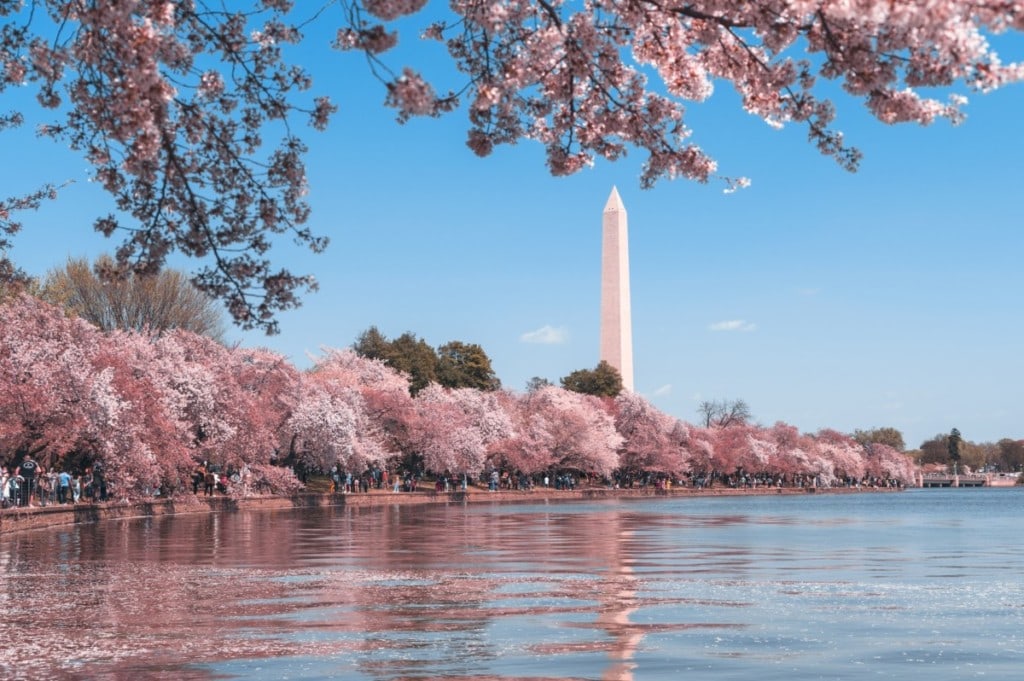 Cherry blossoms on the National Mall in DC