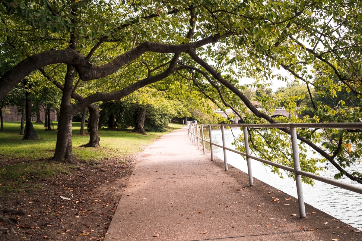 large lush trees walking path along waterfront
