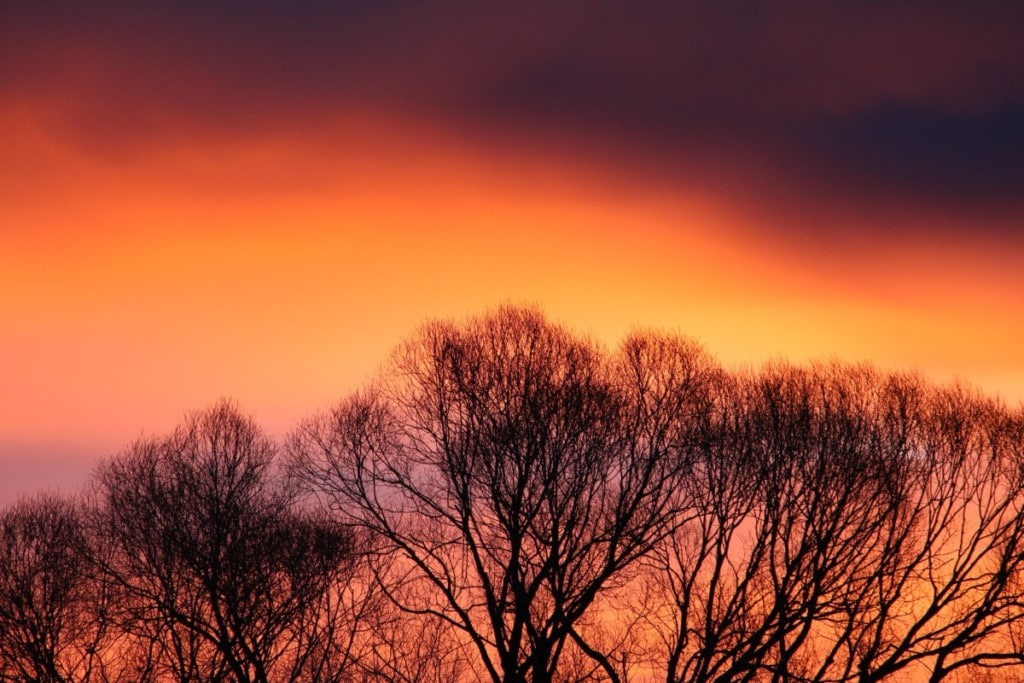 sunset behind trees in elgin illinois