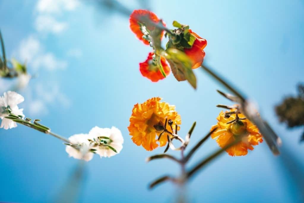 flowers on a tree in gaithersburg md