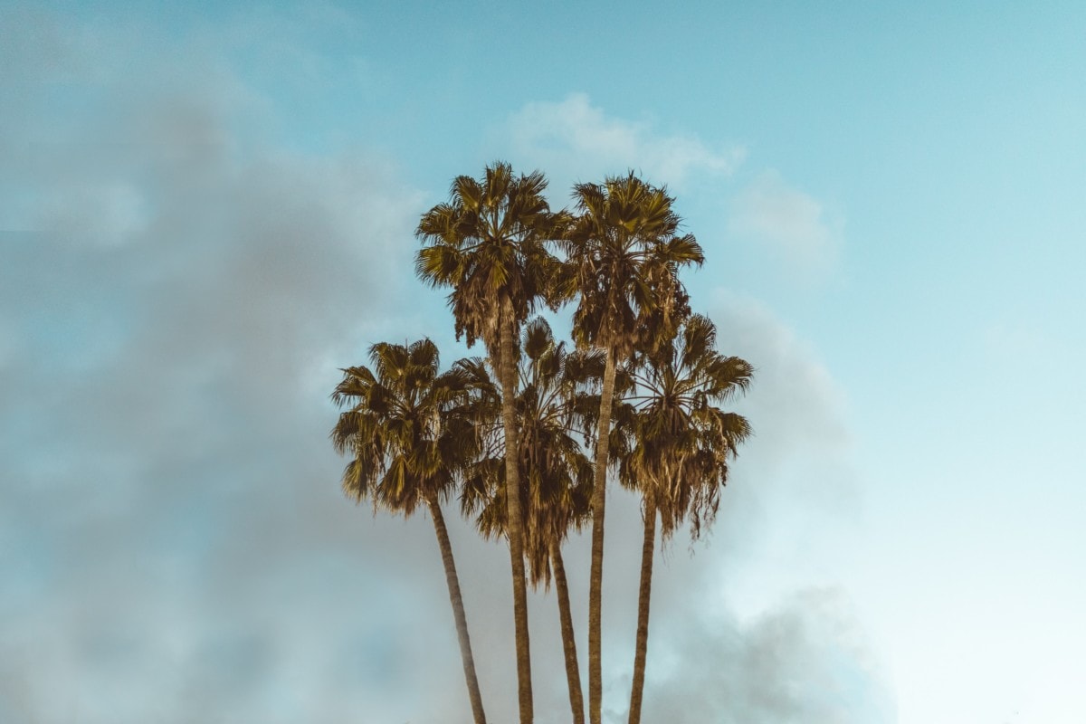sky with palm trees in garden grove california