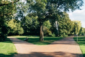 walkway at park with large tree