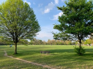 large trees and open green space
