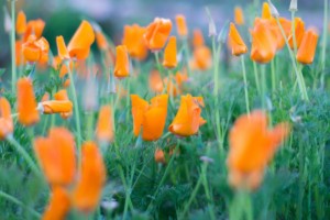 california poppies in a field in mission viejo