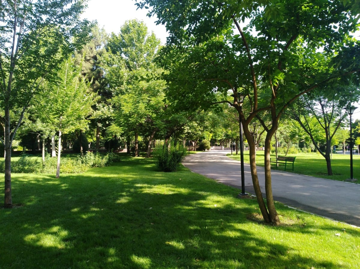 lush green park